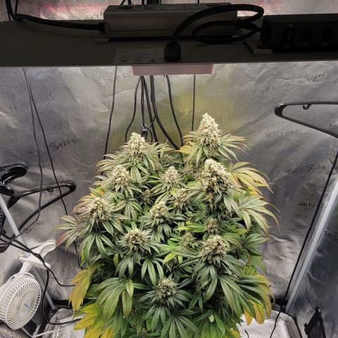 Bruce Banner growlog timeline photo