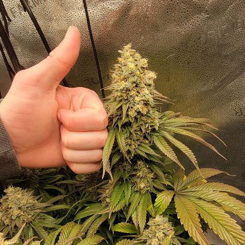 Bruce Banner growlog timeline photo