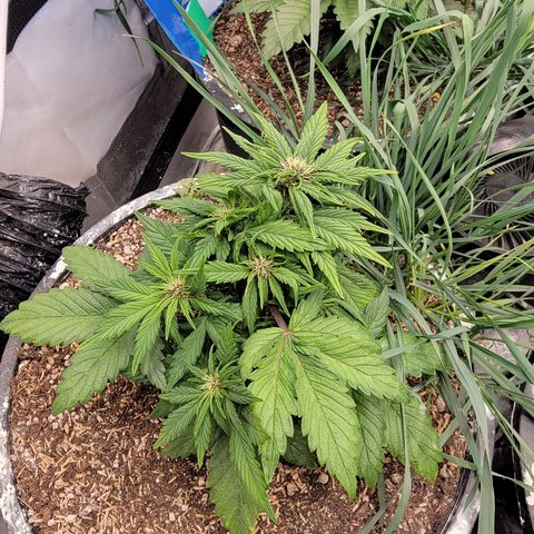 Purpl-Aide (A) growlog timeline photo