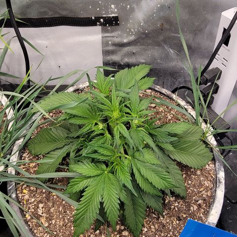 Purpl-Aide (D) growlog timeline photo