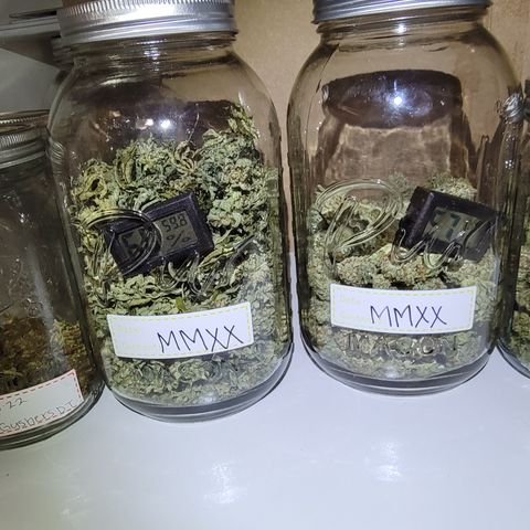 MMXX  growlog timeline photo