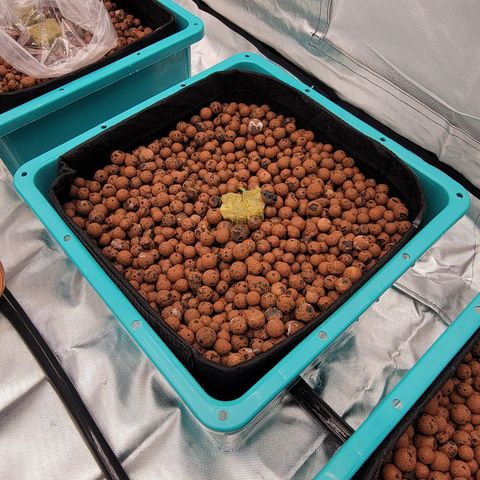 Squirt #10 growlog timeline photo