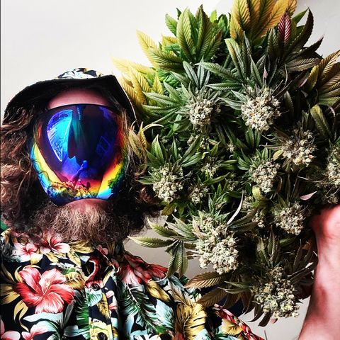 Bruce Banner growlog timeline photo