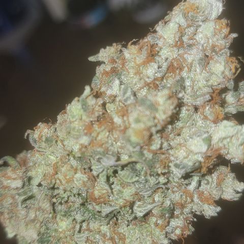 Bruce Banner growlog timeline photo