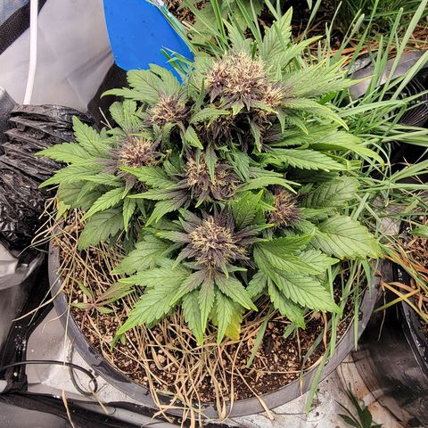 Purpl-Aide (A) growlog timeline photo