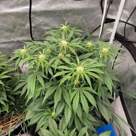 Purpl-Aide (D) growlog timeline photo