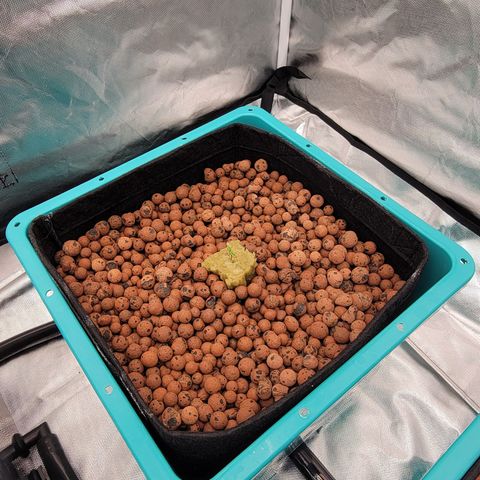 Squirt #11 growlog timeline photo