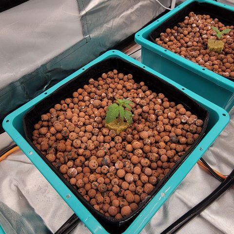 Squirt #2 growlog timeline photo