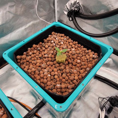 Squirt #8  growlog timeline photo