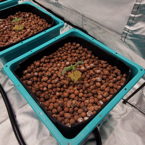 Squirt #9 growlog timeline photo
