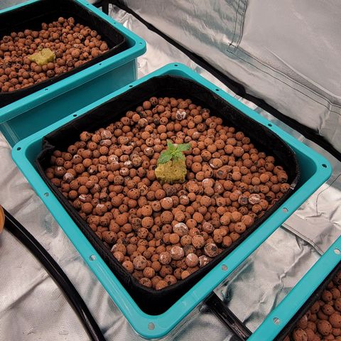 Squirt #10 growlog timeline photo