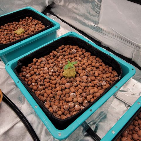 Squirt #10 growlog timeline photo