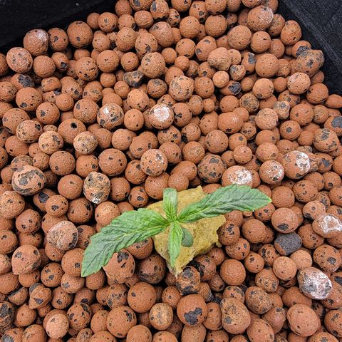 Squirt #9 growlog timeline photo