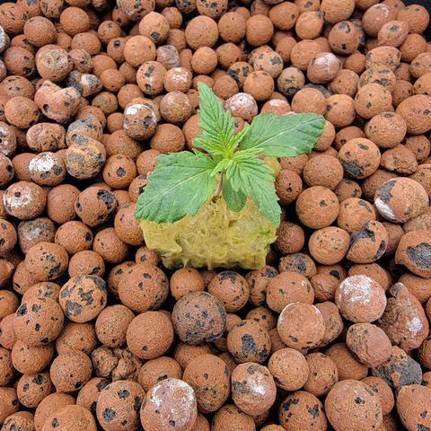 Squirt #10 growlog timeline photo