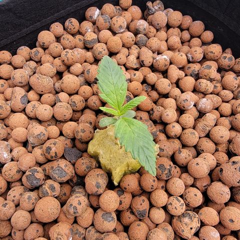 Squirt #7 growlog timeline photo