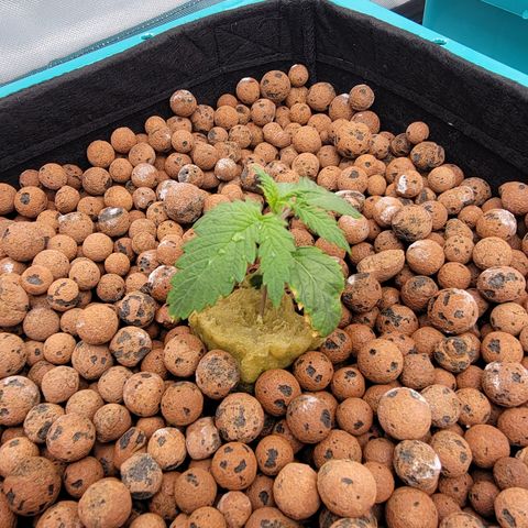Squirt #2 growlog timeline photo