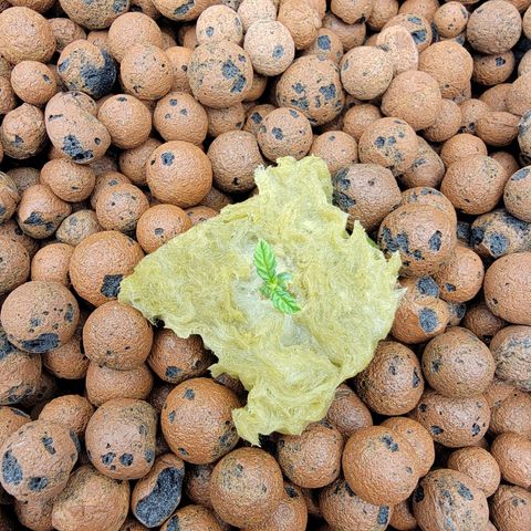 Squirt #11 growlog timeline photo