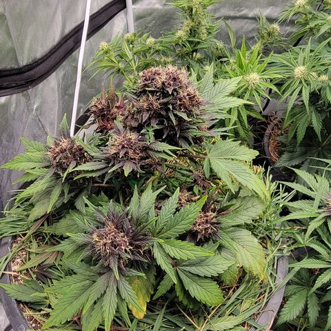Purpl-Aide (A) growlog timeline photo