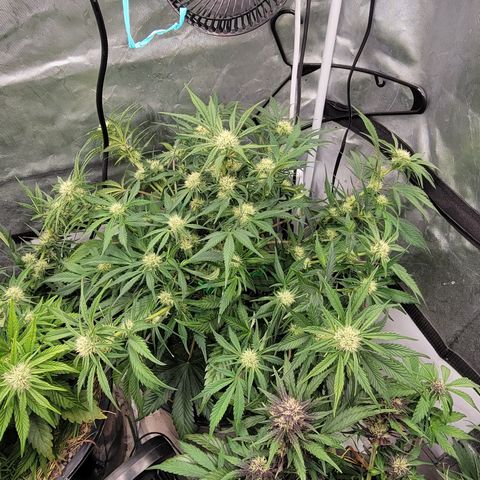 Purpl-Aide (D) growlog timeline photo