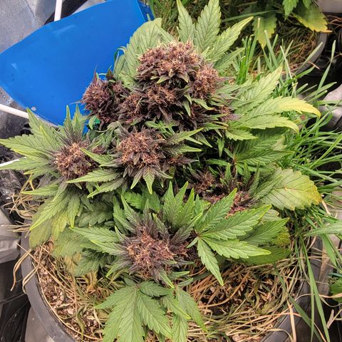 Purpl-Aide (A) growlog timeline photo