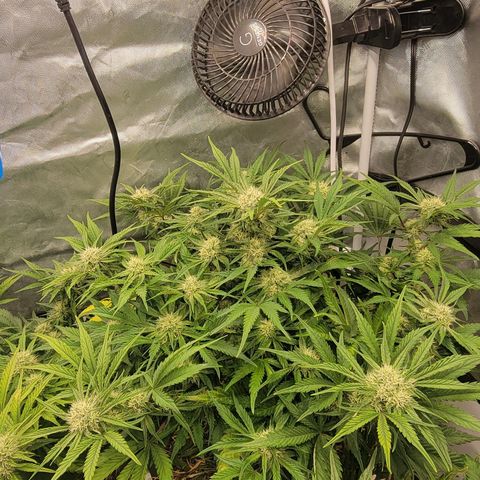 Purpl-Aide (D) growlog timeline photo