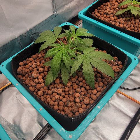 Squirt #2 growlog timeline photo