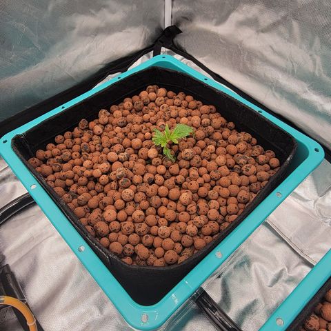 Squirt #11 growlog timeline photo