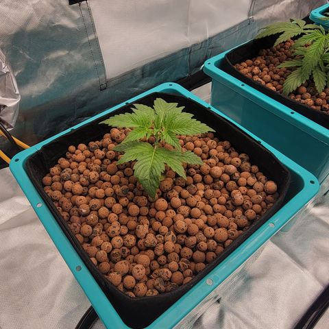 Squirt #7 growlog timeline photo