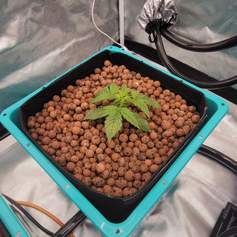 Squirt #8  growlog timeline photo