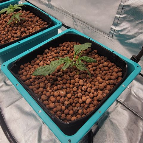 Squirt #9 growlog timeline photo