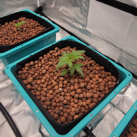 Squirt #10 growlog timeline photo