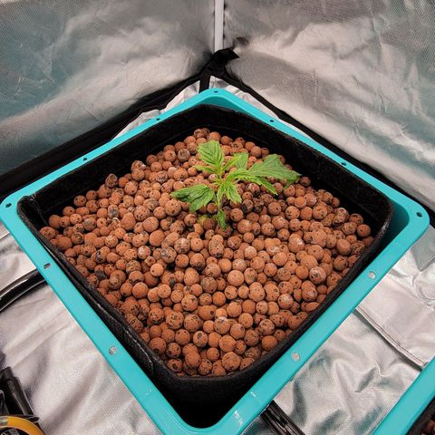 Squirt #11 growlog timeline photo