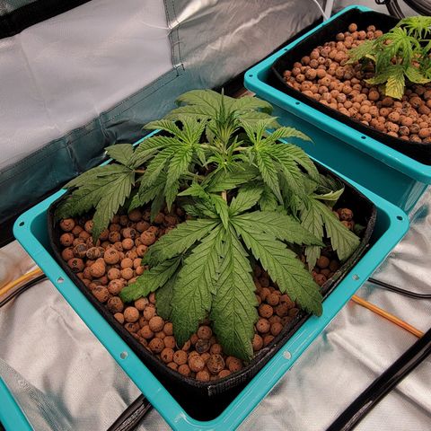 Squirt #2 growlog timeline photo