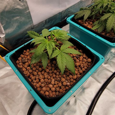 Squirt #7 growlog timeline photo