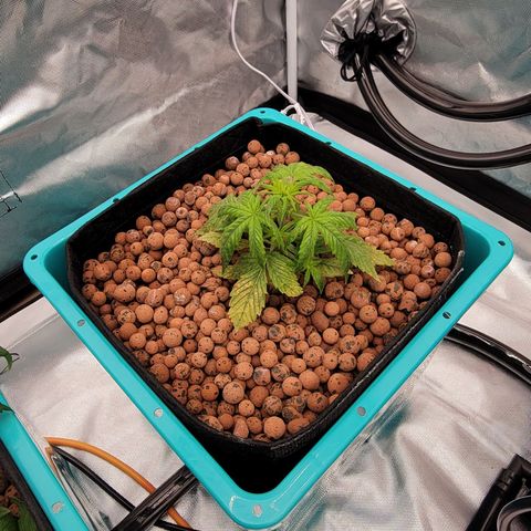Squirt #8  growlog timeline photo