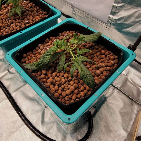Squirt #9 growlog timeline photo