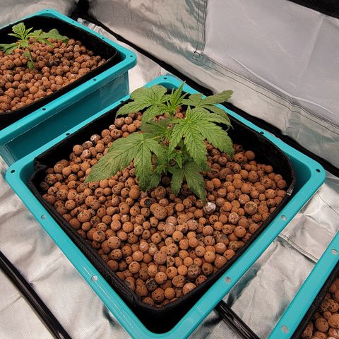 Squirt #10 growlog timeline photo