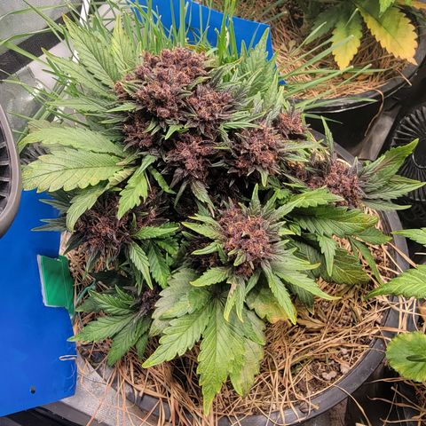 Purpl-Aide (A) growlog timeline photo