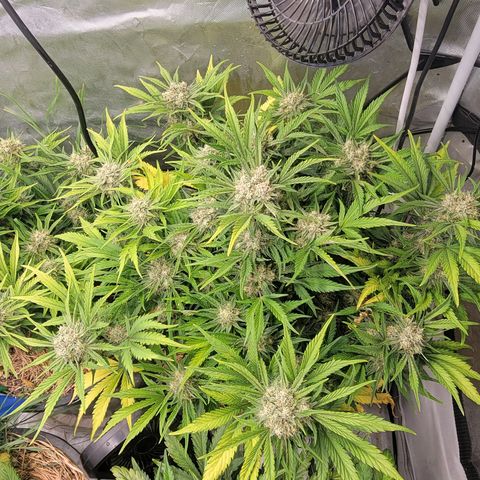 Purpl-Aide (D) growlog timeline photo