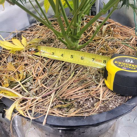 Purpl-Aide (D) growlog timeline photo
