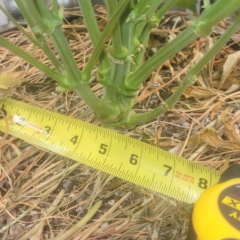 Purpl-Aide (D) growlog timeline photo