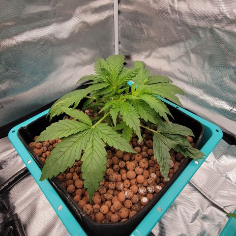 Squirt #11 growlog timeline photo