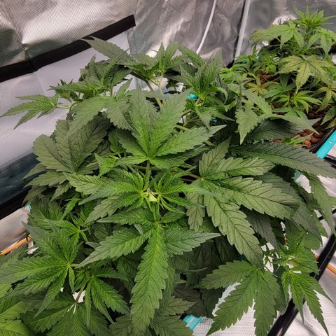 Squirt #2 growlog timeline photo