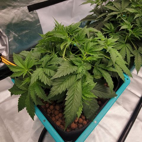 Squirt #7 growlog timeline photo