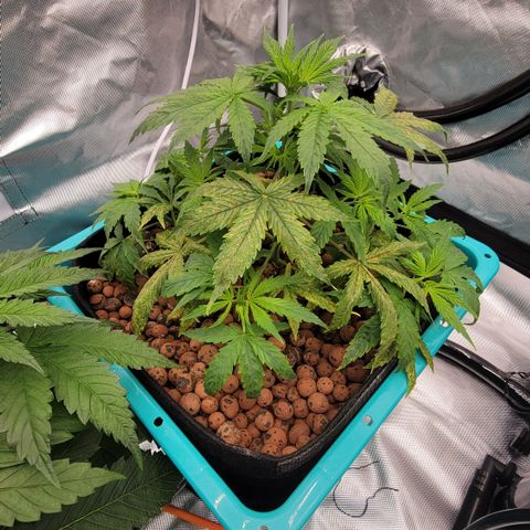 Squirt #8  growlog timeline photo