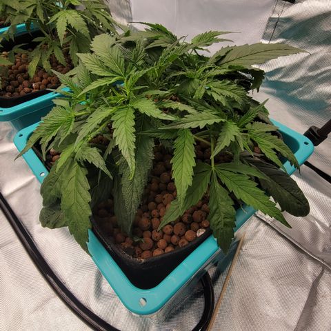 Squirt #9 growlog timeline photo