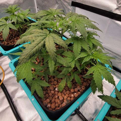 Squirt #10 growlog timeline photo