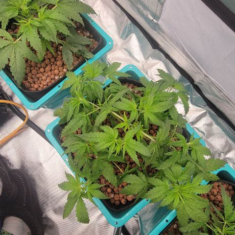 Squirt #10 growlog timeline photo