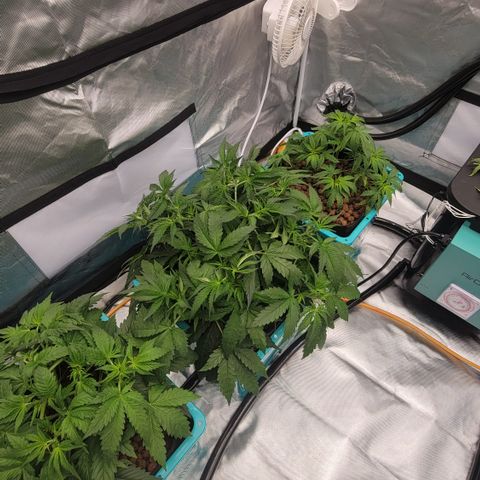 Squirt #2 growlog timeline photo