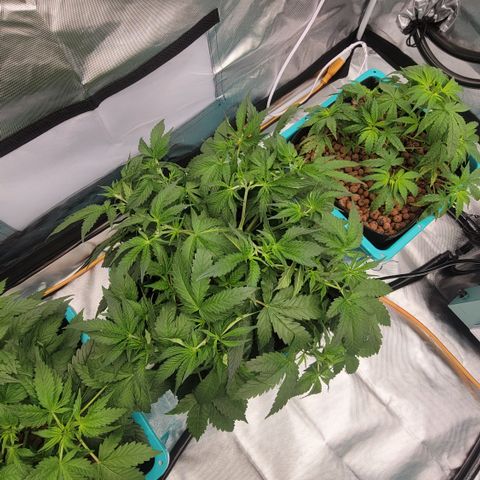 Squirt #2 growlog timeline photo